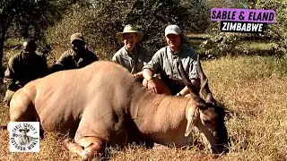 Challenging Hunts for Eland and Sable in Zimbabwe