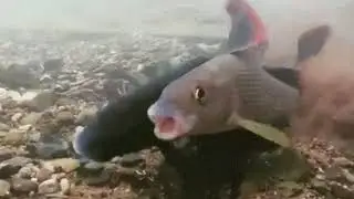 Grinding Fish (MV)
