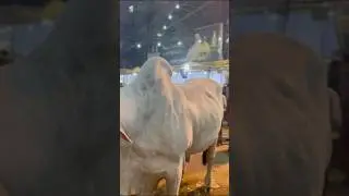 Biggest sibbi❤️ #sibbi #bull #2025 #cattleworld #cow #bakraeid #jdc #viralvideo #trending