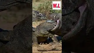 Komodo dragons Eat Their Own Young in the Wild!