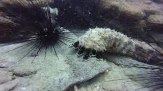 Gulf of Thailand Dive