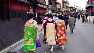 Geisha Walk in Gion Shijo | Sakura | Amazing Beautiful Kimono and Obi | Kyoto Japan Travel