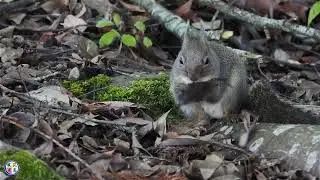 野生動物動画　強風のお山でニホンリス