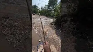 Suar 2 video shorts kanni maar jala fake #pig #entertainment