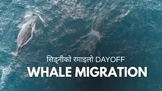 Humpback Whale Migration !! Nepali Vlog Sydney.