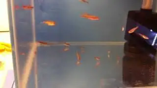 Notropis Chromosus fry 2