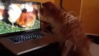 World's Most Precious Pooch Hunts Cyber-Bunnies and Chicks!