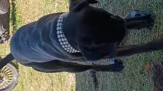 Buddy going crazy with the bicycle inner tube.. #dogs #puppies #buddy