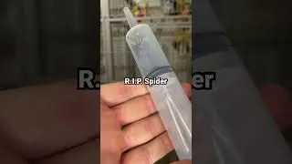 the biggest spider in Europe ! #rip #spider #insect #bug #rock_n_insectes