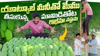 మేము తీసుకున్న మామిడితోట లాభమా నష్టమా🥭🌳#giftsofthenature #village #viral #mangogarden #mangoharvest