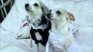 Dog wedding dresses ( receiver mail order )