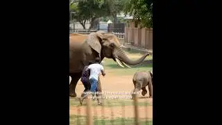 Elephant rescued from hunters #rescue #wildliferescue #rescueanimals