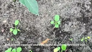 DIY Raised Bed Garden | What I Planted + Asparagus & Pepper Transplant Update | LachicaFam