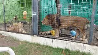ジーと見てる#フウ#ゆうひ#釧路動物園#zoo #lion