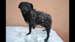 Rescued Three-Legged Abandoned Dog