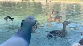 Feeding Ducks & Pigeons Queen Kapiolani Park Honolulu Hawaii CATTV