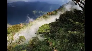 Top 10 Biggest Forests In The World