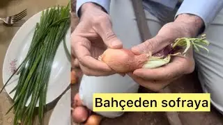 Kışlık yeşil soğanınızı kendiniz yetiştirin 🌱🧅