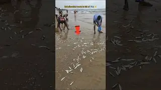 Unbelievable: Beach is full of stranded fish 🥺