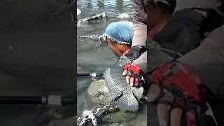 Ikan Nila Babon 10 Jari #mancing #fishing #umpan #rekormancing #nilababon