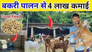बकरी को मोटा तगड़ा करने का तरीका 🐐 | Goat Feeding information 