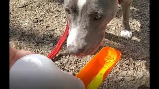 Gulpy Pet Water Dispenser