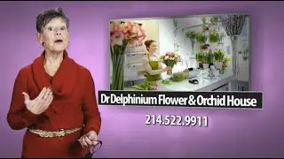 Florist Richardson Texas | (214) 522-9911 | Dr Delphinium Flower & Orchid House