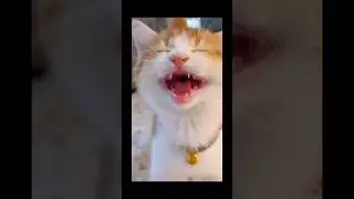 Cute funniest cats, adorable cats, epic cats, cats funny moments #cat #funny #catvideos