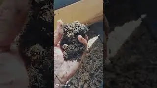 Checking the crown pumpkin in the worm bin.