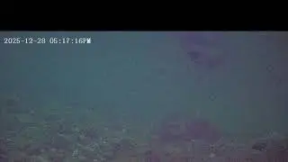 Slow TV Clear Creek Cam 12/28/2025