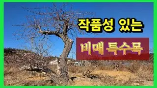 1408번 #매화나무 {{{판매중}}} #비매 특수목 수격있는 완성목 비매를 착한가격에 소장하세요/ 판매가격은 더보기란에 #특수목 #정원수판매 #홍매