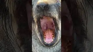 This Cape Fur Seal is a ferocious fisherman - those amazing teeth make this easy! 🦭🌍  #ivancarter
