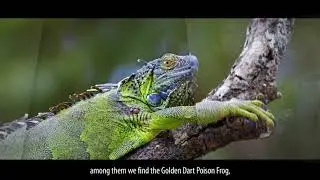 Biodiversidad en Colombia / Biodiversity in Colombia