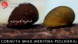 Neritina pulligera. The BEST CLEANER for your tank! (Leopard Aquatic W012A)