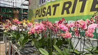 Full obral anggrek bulan‼️