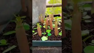 Desert Rose Plant Baby Leaf Pruning Dekhiye #desertrose #plant #leaf #pruning #desertplants #short