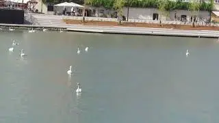 Relax Alo!stari muzika ob Dravi labodi žgejo proti men 14.6.2025 (11241)