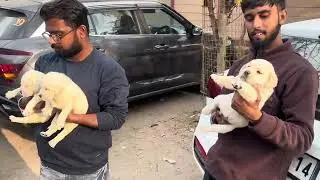 Cheapest Dog Market in India|| Dog Price List 2025