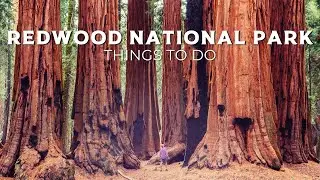 Experience Redwood National Park Like Never Before | 20 Family-Friendly | Family Travel Itineraries