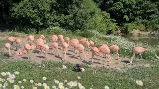 Redirected feeding behaviour, Chilean flamingo