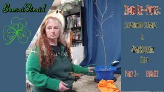 Bonsai Druid Ep35 ...2nd Re-Pots Part 2- American Elm #2