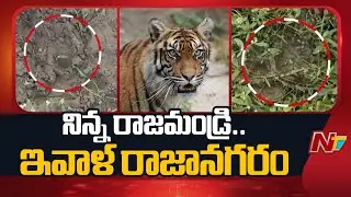 పామాయిల్ తోటలో పులి పాదముద్రలు గుర్తింపు | Tiger Wandering In Rajanagaram | NTV Telugu