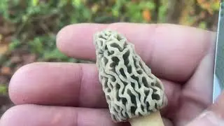 The 2021 morel mushroom hunt has started, Gallia county Ohio