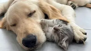 Abandoned Kitten Refuses to Sleep Without Golden Retriever!