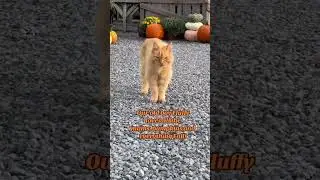 Fluffy loves the Fall season! He even looks like a big beautiful pumpkin! 🐱 #shorts #cats #autumn