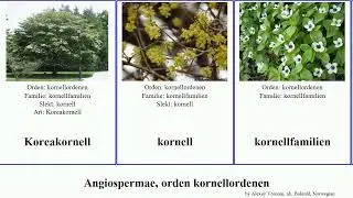 Angiospermae, orden kornellordenen angiosperms unalaschkensis v&aring;rkornell Canadaskrubb&aelig;r Your Yung