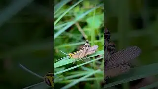 grasshopper # #natureshorts #4kvideo  #grasshoppermanufacture #nature #grasshoppers