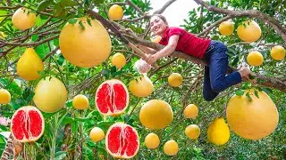 Harvest Yellow Grapefruit With Red Flesh - Make A Grapefruit Dog Go to the market sell - L&yacute; Thị Hoa