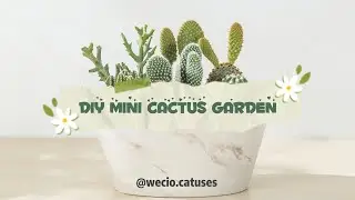 Video Creation - DIY Mini Cactus Garden