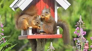 What is the Difference Between Squirrels and Chipmunks? Difference Between Chipmunks and Squirrels